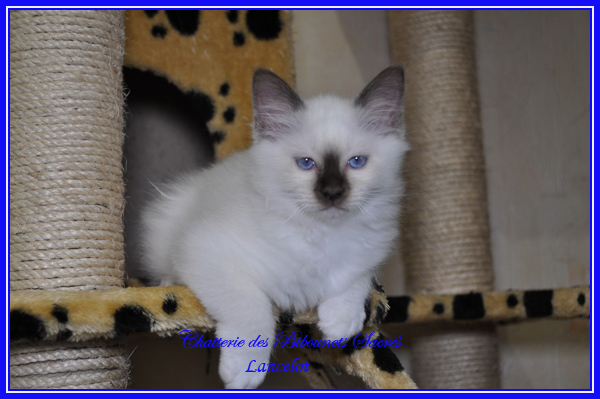08052015LANCELOT