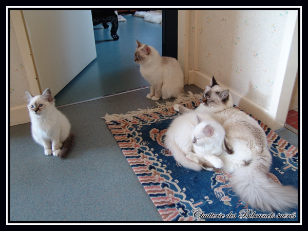 César et Cléo, Diégoe et Daisy