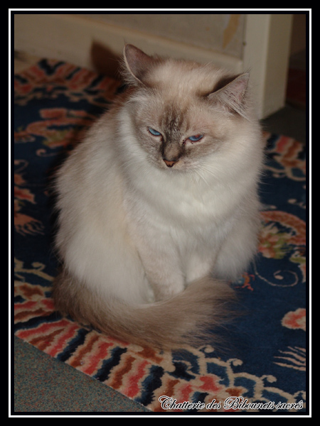 Chat Blue Tabby point