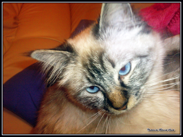 Elfy