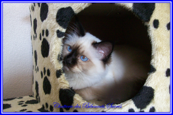 GIZMO11062011