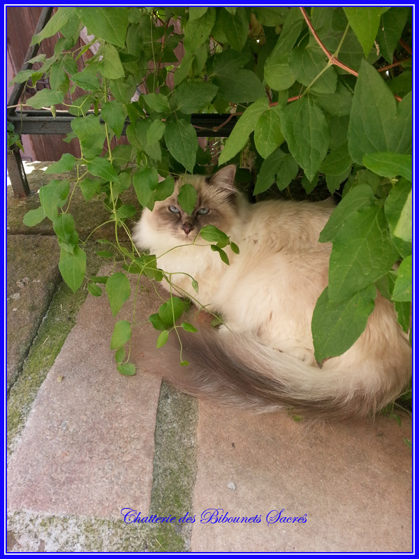 Hotense16082013