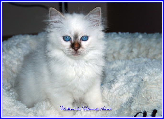 ILONA15102013A1