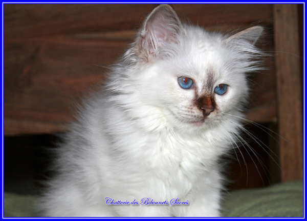 ILONA24102013A1