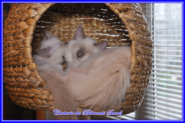 ILONAIXEL13122013
