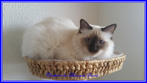 LANCELOT012016
