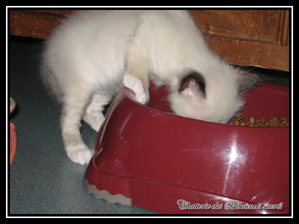 chat dans une gamelle