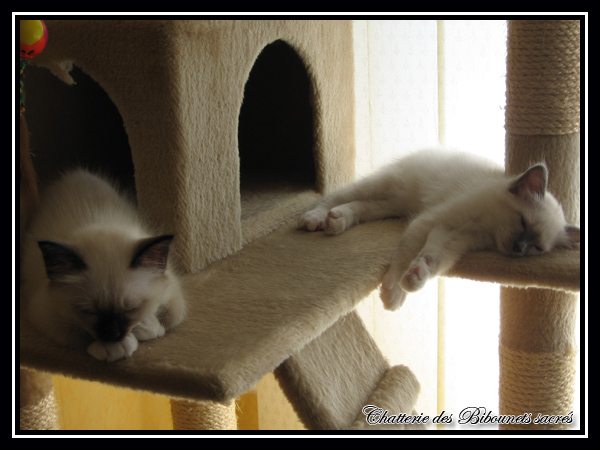 Des chats dormant