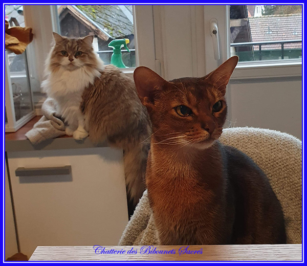 01012020heidinoisettemortimer