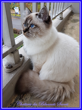 03112020romeo