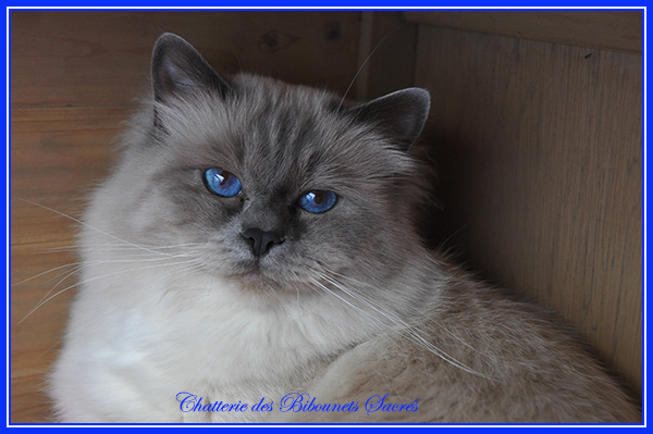 05032021phebus