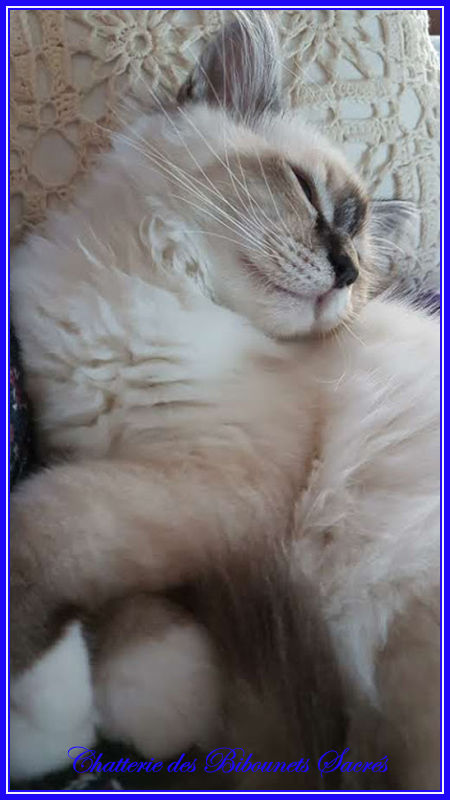 06082020romeo