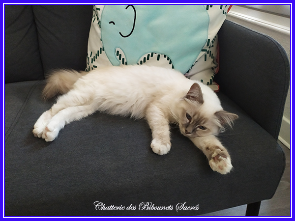06082022topaze2