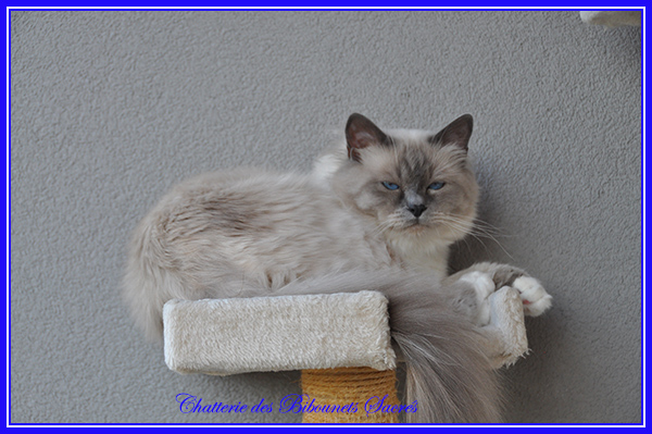 07082020phebus1
