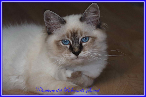 08082020romeo1