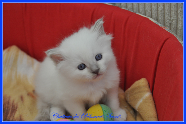 09012022shenrezi