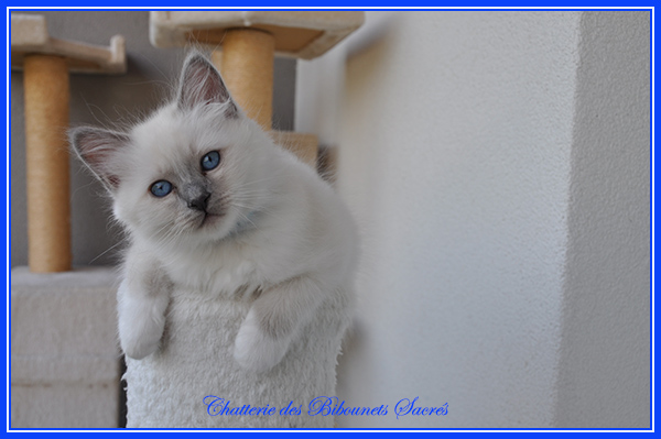 09052022tchenrezi
