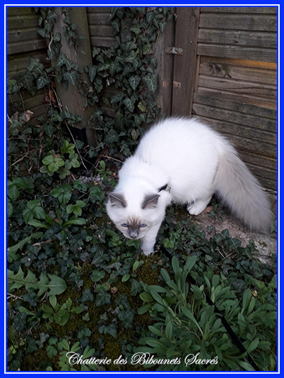 11042020rudolf1
