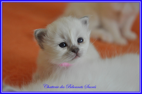 13102020rosane