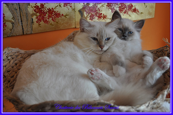 13122020oahnierubens