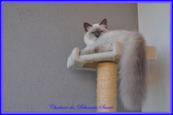 14092019phebus2