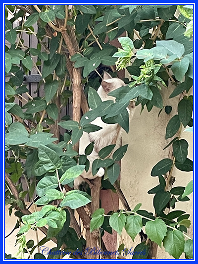 15062022soane