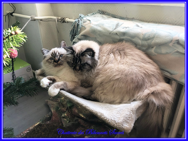 19122019emilpascha
