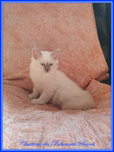 20032022sacha