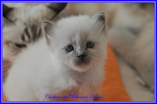 24102020rubens