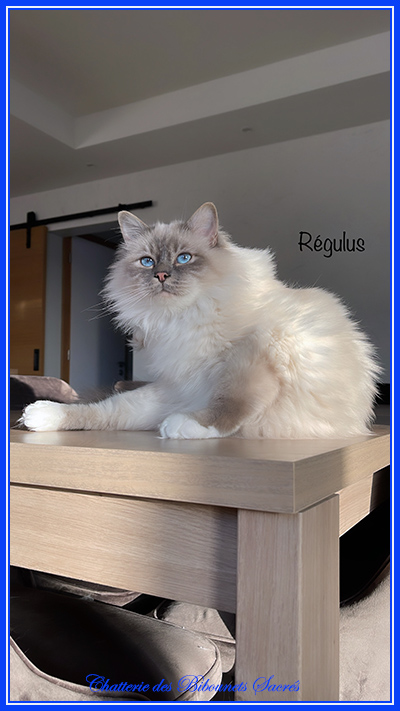 24122021regulus