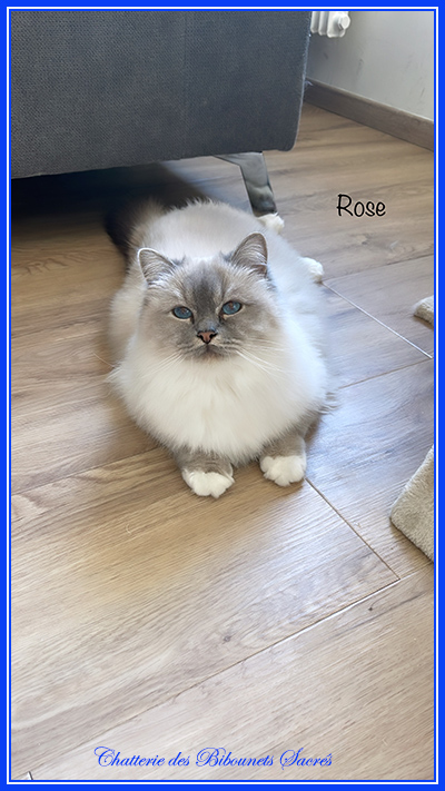 24122021rose
