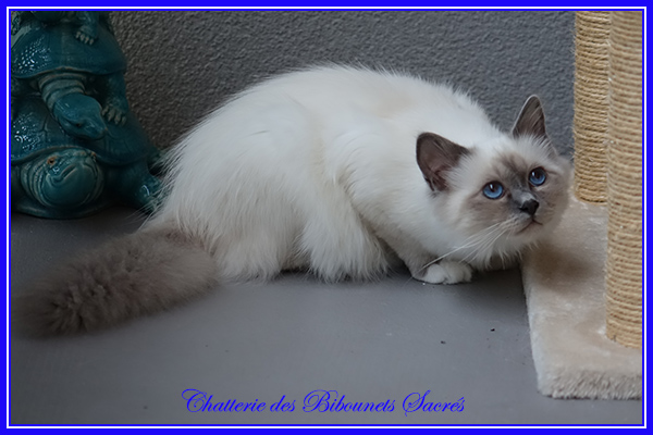 28072019phebus
