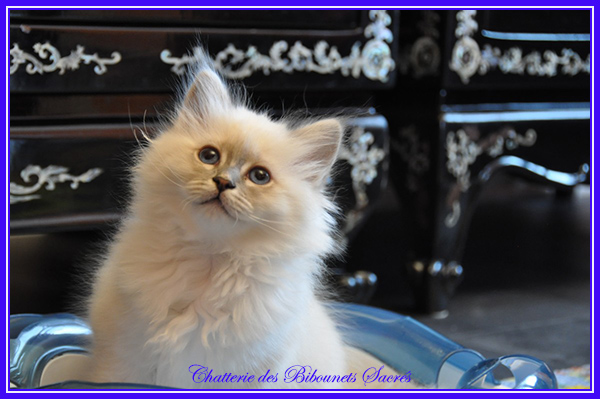 29112020rosane