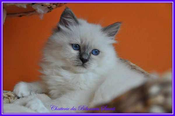 31012021rudolf1