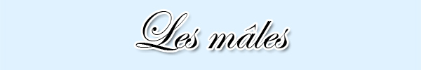 Le mâle