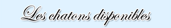 Les chatons disponibles
