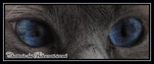 yeux